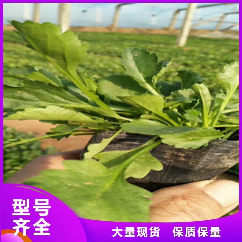 时令草花-花海景观工程厂家直销