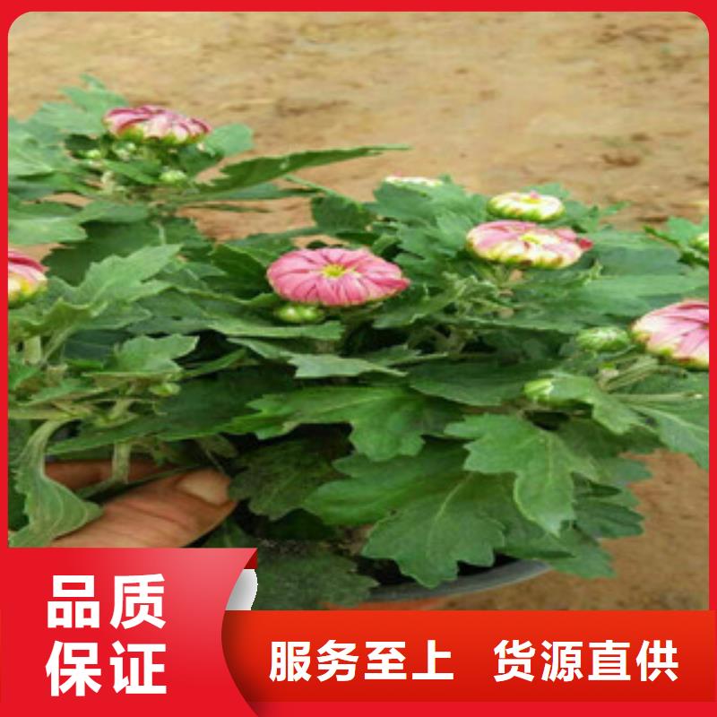 时令草花宿根花卉基地源厂定制