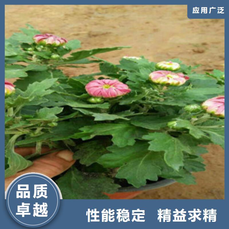 【时令草花】花海景观工程的简单介绍