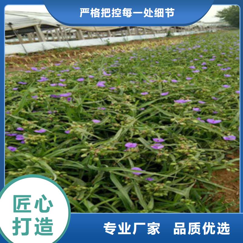 【时令草花】花海景观工程的简单介绍