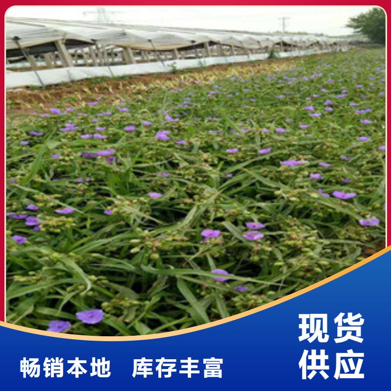 时令草花柳叶马鞭草/薰衣草热销产品