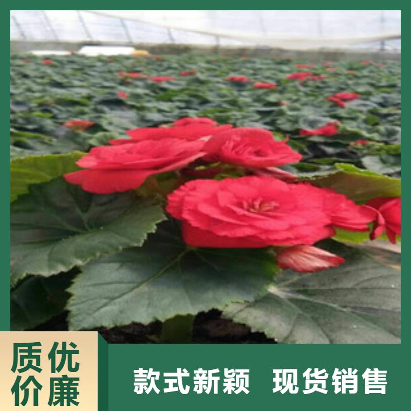 时令草花花海景观工程工艺精细质保长久