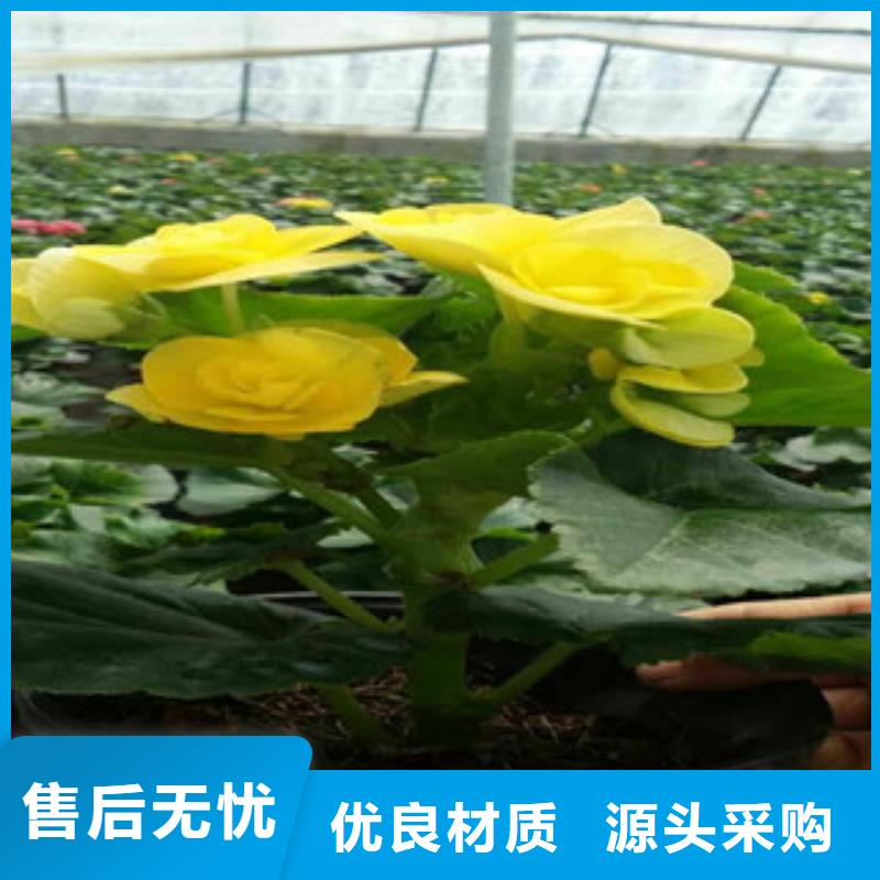 时令草花_【五一国庆草花批发】产品细节参数