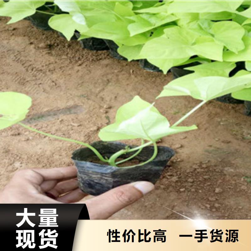 严格把关质量放心 时令草花,【五一国庆草花批发】使用方法_绿九州花卉苗木园艺场