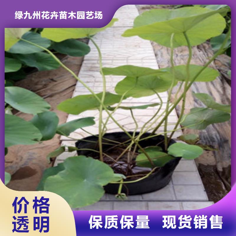 时令草花-水生植物/荷花睡莲您身边的厂家