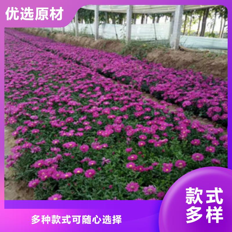 时令草花花海景观工程工艺精细质保长久