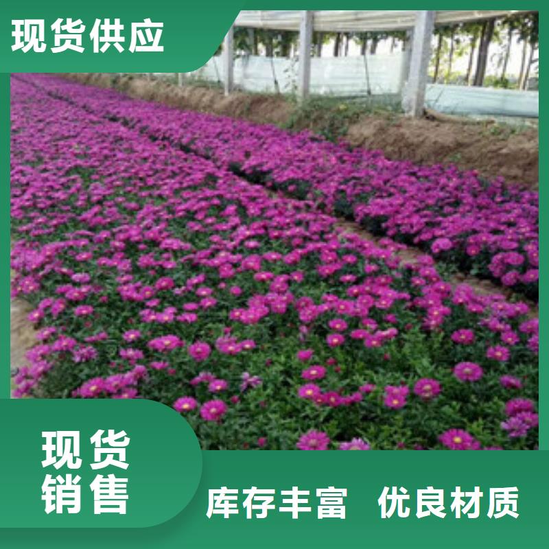 时令草花花海景观工程按需定制