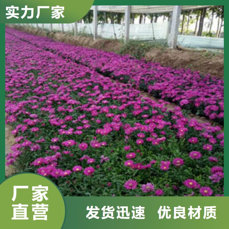 时令草花【柳叶马鞭草/薰衣草】多种优势放心选择