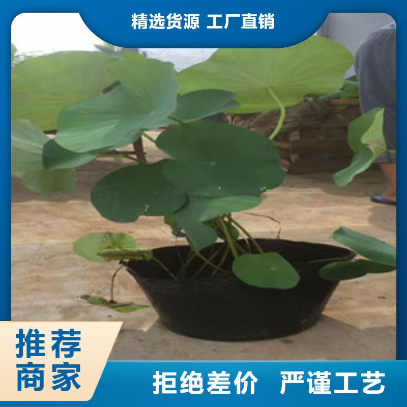 【时令草花】花海景观工程优选厂家