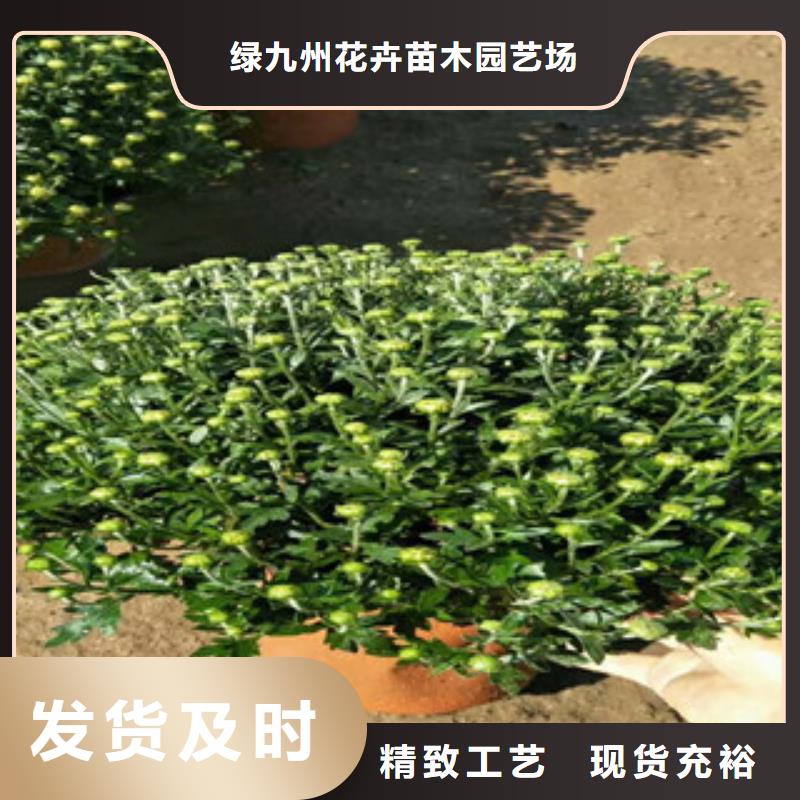 时令草花时令花卉/绿化草花价格一手货源