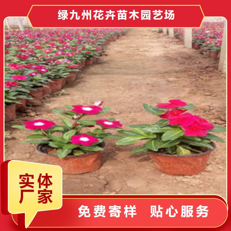 【时令草花-鲁冰花/粉黛乱子草按需定做】