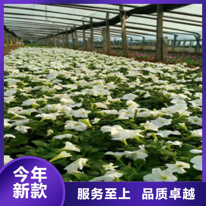 时令草花花海景观工程支持非标定制