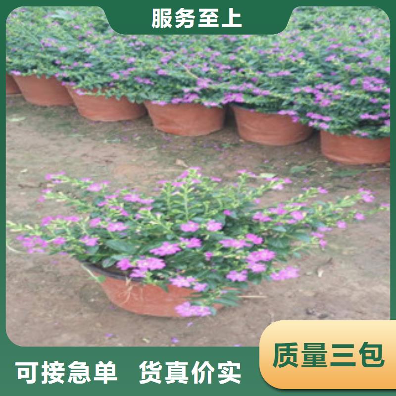 时令草花柳叶马鞭草/薰衣草热销产品