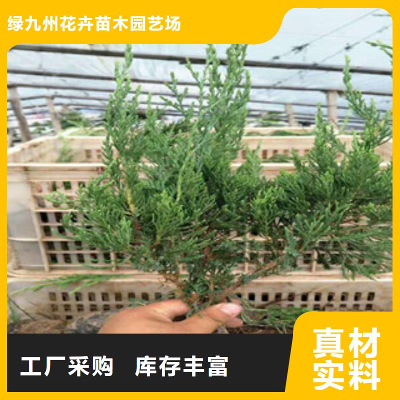 时令草花-水生植物/荷花睡莲您身边的厂家