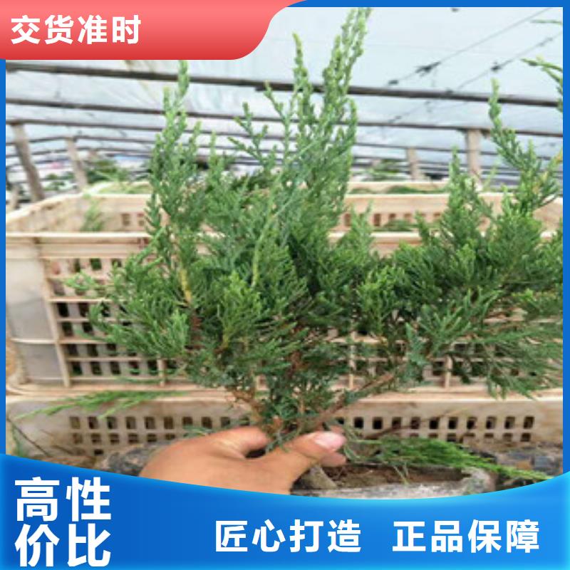 时令草花花海景观工程按需定制