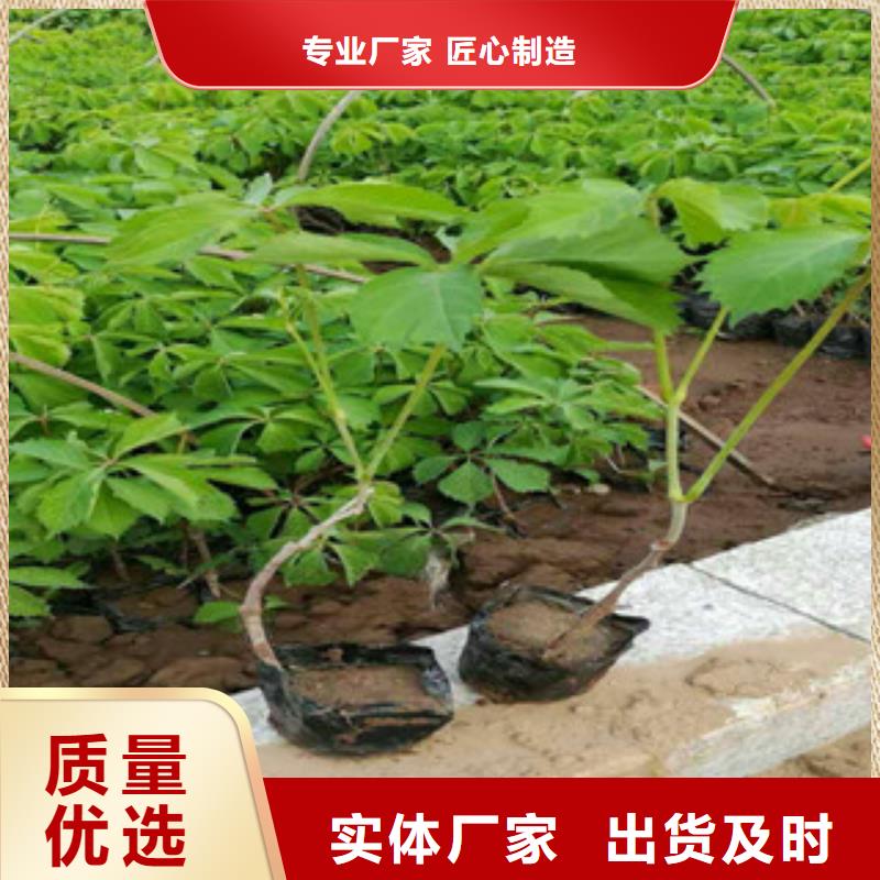 多种场景适用专注细节更放心 宿根花卉【花海景观工程】制造生产销售电话地址