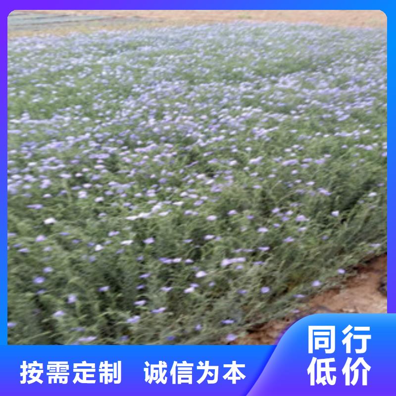 【宿根花卉】时令花卉/绿化草花价格高品质诚信厂家