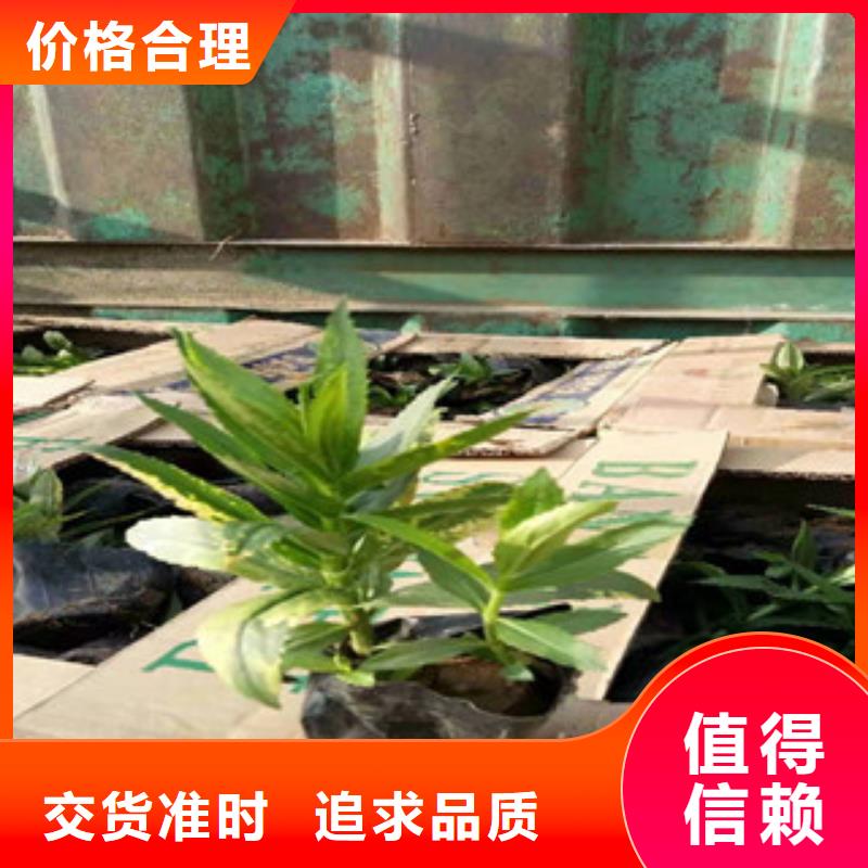 宿根花卉-水生植物/荷花睡莲厂家新品