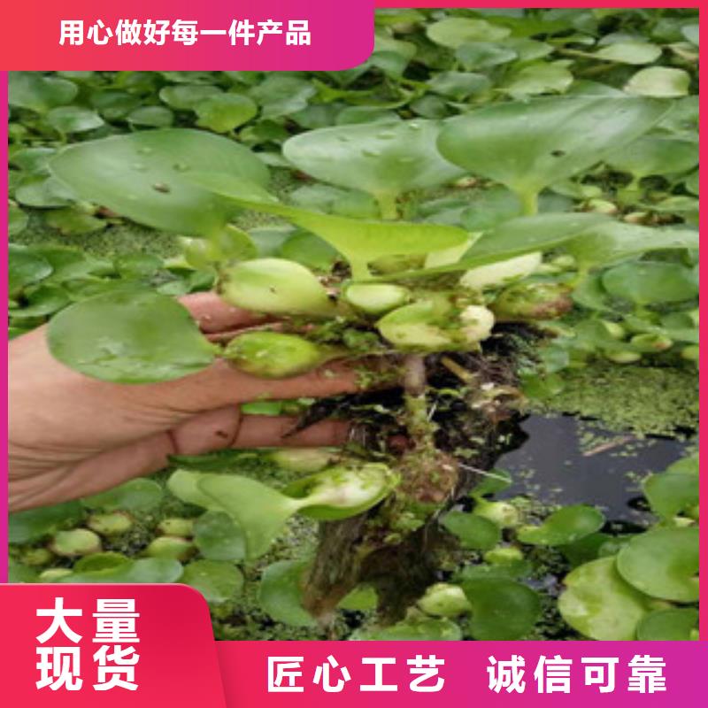 宿根花卉_【宿根花卉基地】用的放心