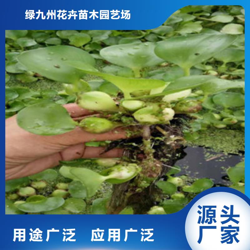 多种场景适用专注细节更放心 宿根花卉【花海景观工程】制造生产销售电话地址