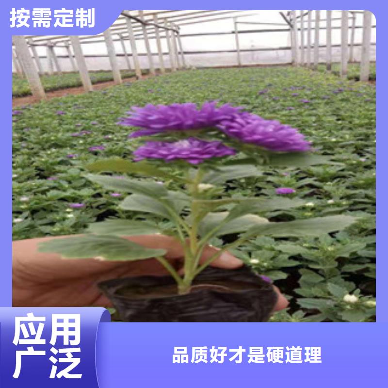 【宿根花卉】时令花卉/绿化草花价格货品齐全