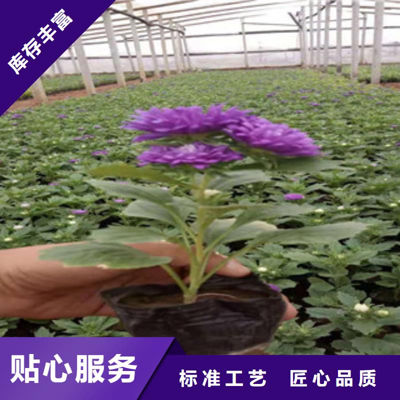 宿根花卉【水生植物/荷花睡莲】专注细节更放心