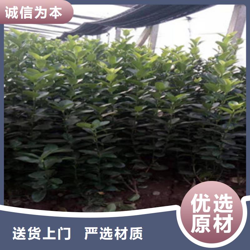 宿根花卉鲁冰花/粉黛乱子草产地批发