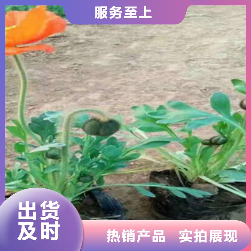 宿根花卉-水生植物/荷花睡莲厂家新品