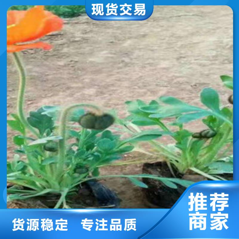 宿根花卉,鲁冰花/粉黛乱子草卓越品质保障