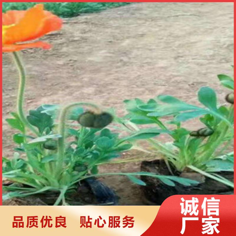 宿根花卉鲁冰花/粉黛乱子草产地批发
