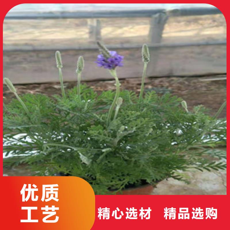 宿根花卉【鲁冰花/粉黛乱子草】厂家品控严格