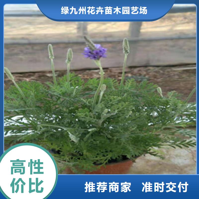 【宿根花卉柳叶马鞭草/薰衣草懂您所需】