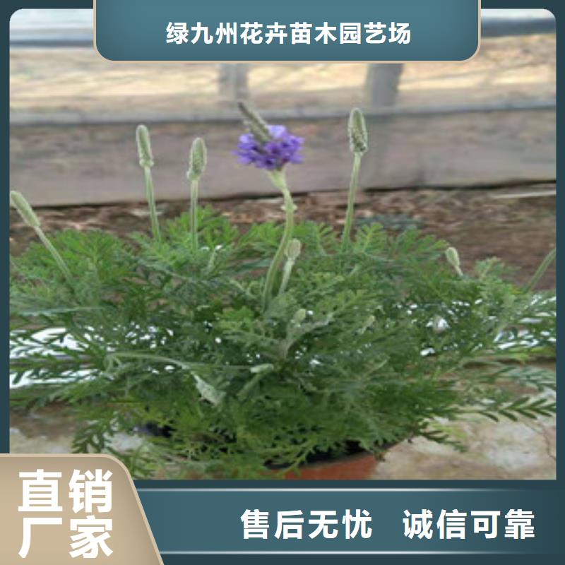 宿根花卉耐寒耐旱草花基地我们更专业