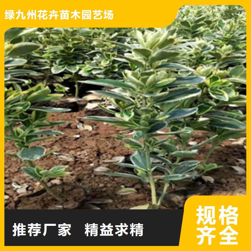宿根花卉-观赏草/蒲苇狼尾草一站式供应厂家