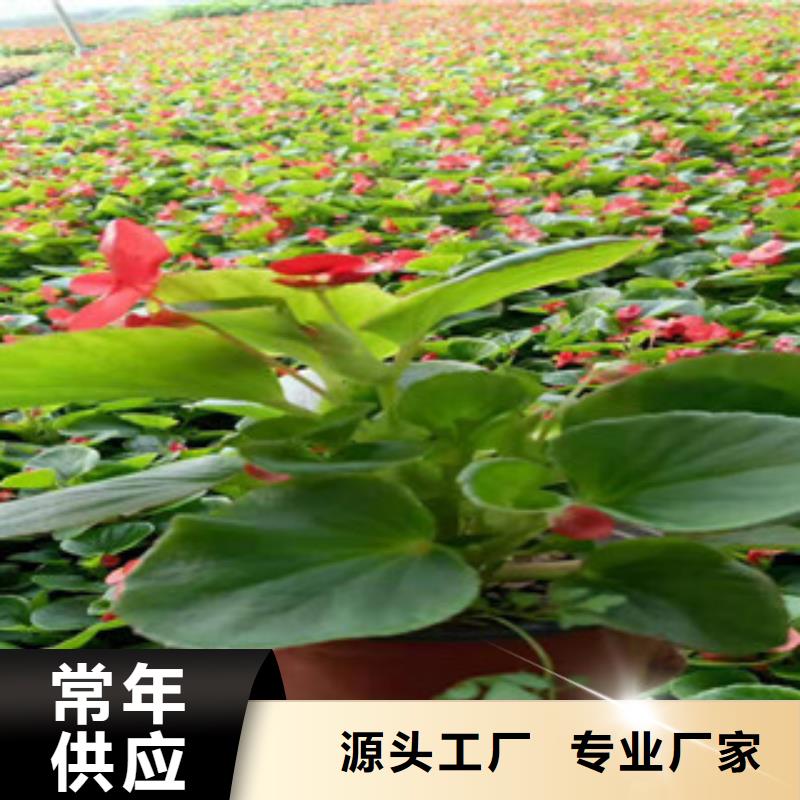 宿根花卉-时令花卉/绿化草花价格厂家品控严格