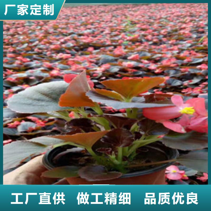 宿根花卉,【五一国庆草花批发】质量优价格低