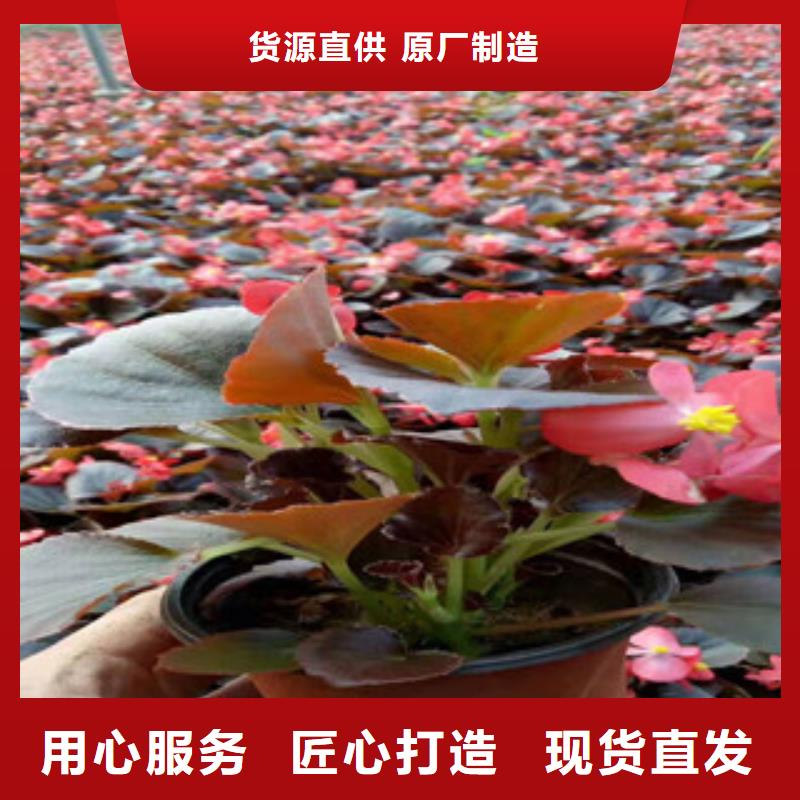 宿根花卉-鲁冰花/粉黛乱子草重信誉厂家