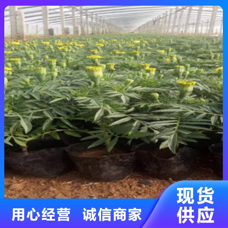 【宿根花卉】_鲁冰花/粉黛乱子草品质无所畏惧