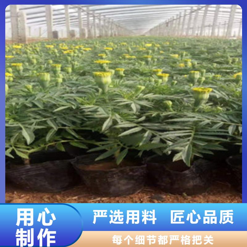 宿根花卉,【五一国庆草花批发】质量优价格低