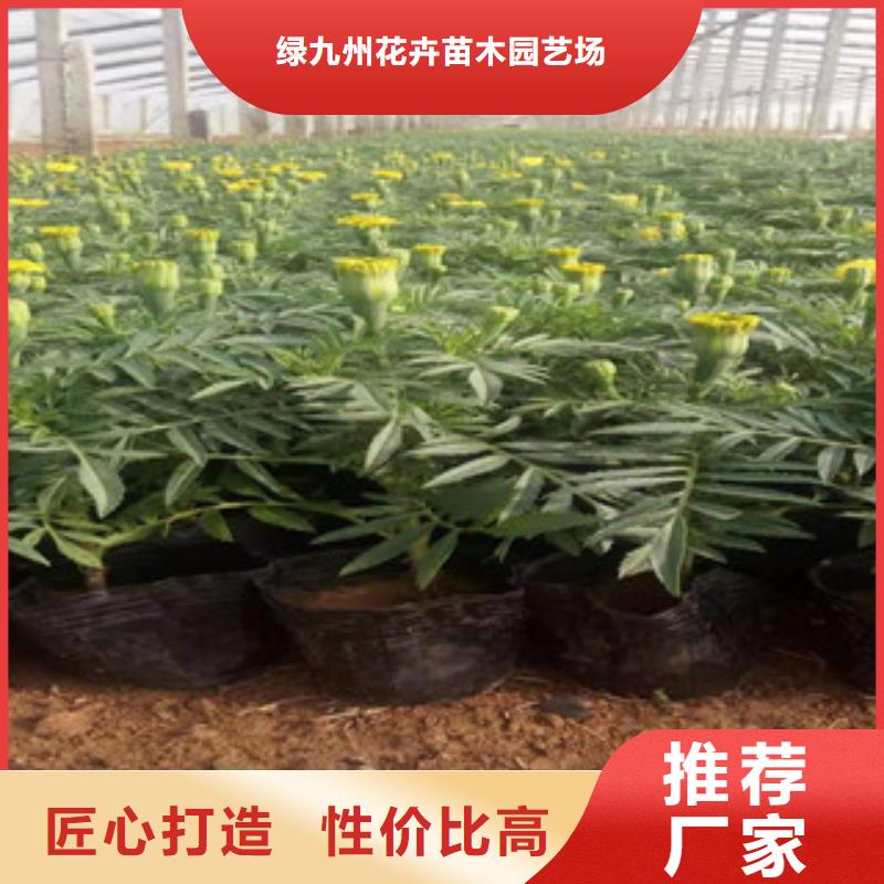 【宿根花卉水生植物/荷花睡莲技术先进】