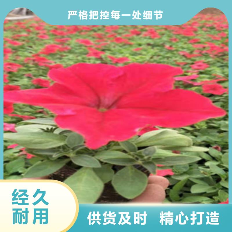 宿根花卉-鲁冰花/粉黛乱子草重信誉厂家