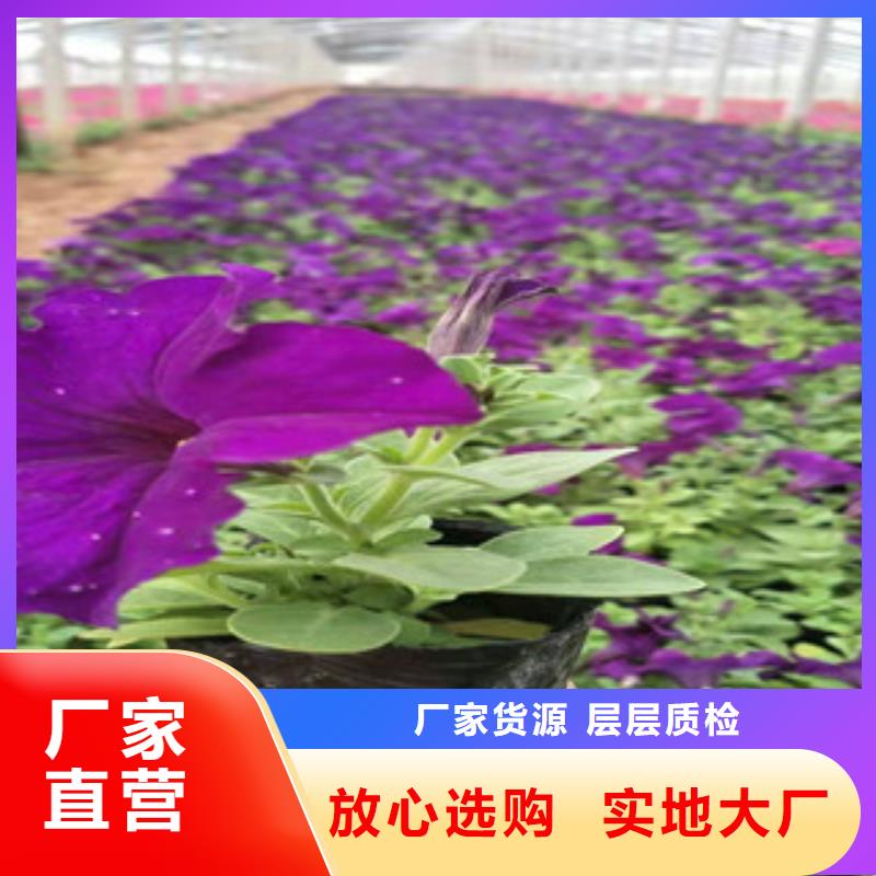 宿根花卉水生植物/荷花睡莲大库存无缺货危机