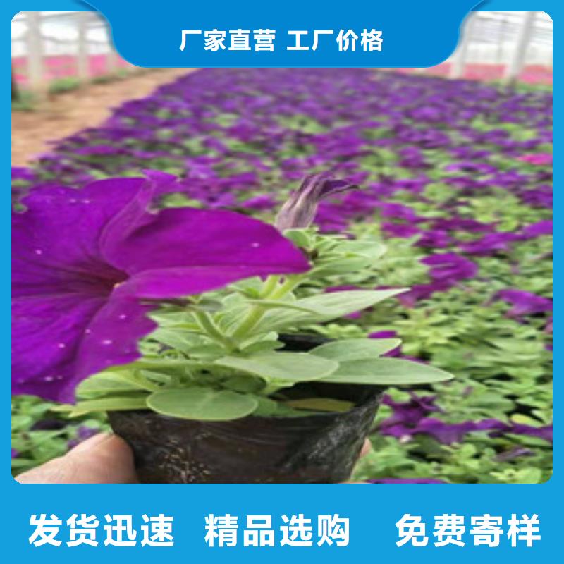 宿根花卉【水生植物/荷花睡莲】专注细节更放心