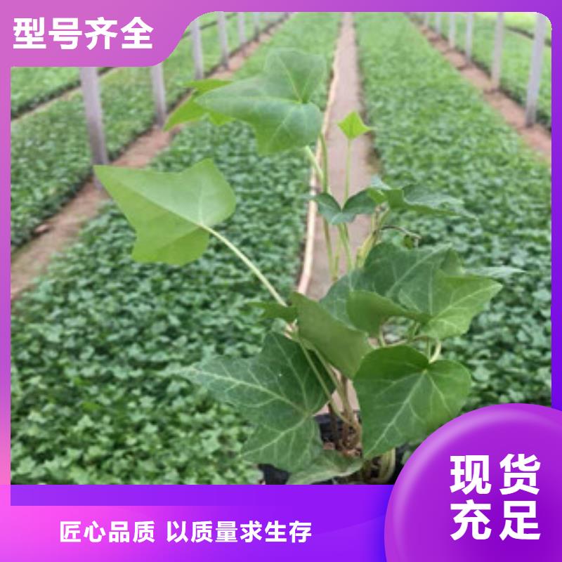 宿根花卉【观赏草/蒲苇狼尾草】多种规格供您选择