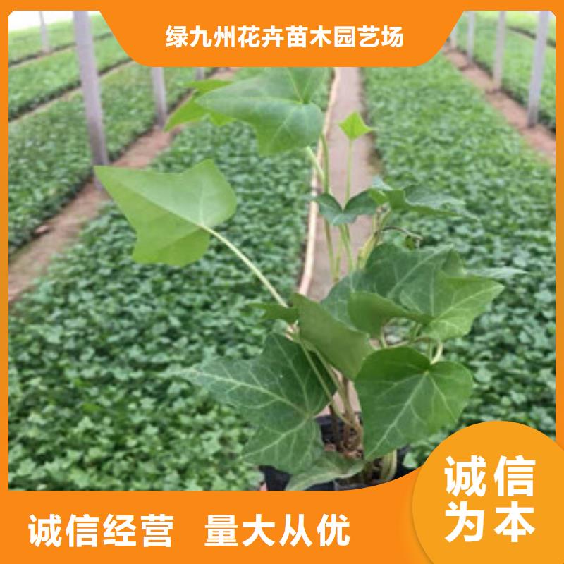 宿根花卉鲁冰花/粉黛乱子草当地厂家值得信赖