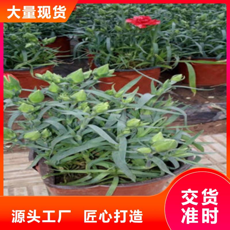 【宿根花卉柳叶马鞭草/薰衣草懂您所需】