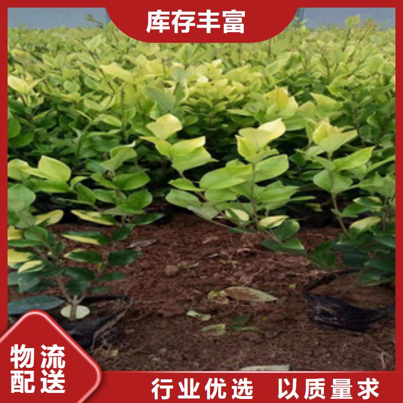【货源直供 宿根花卉-鲁冰花/粉黛乱子草层层质检】快速报价_视频