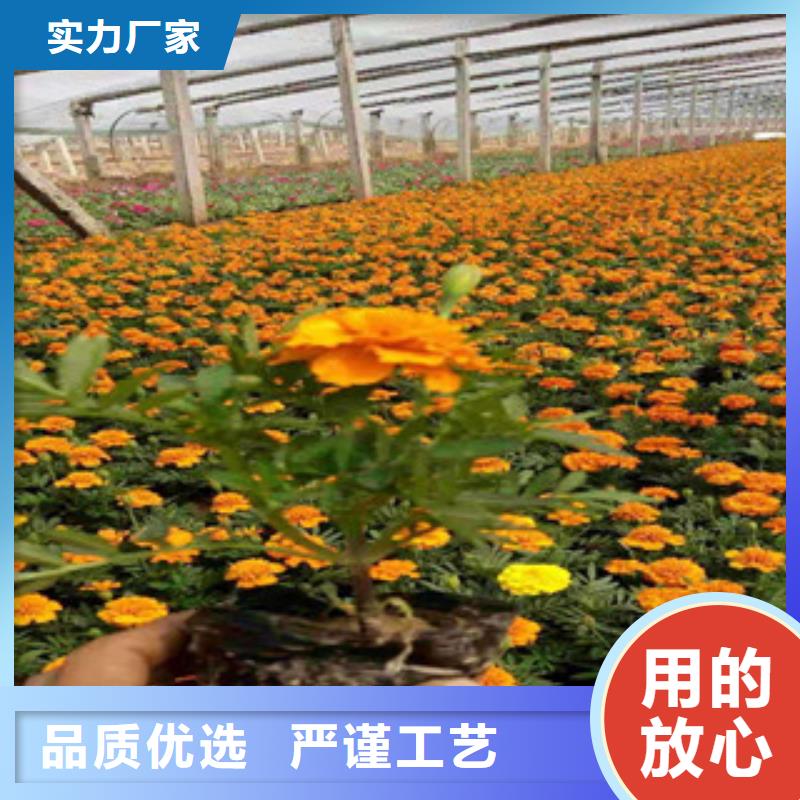 【宿根花卉】时令花卉/绿化草花价格高品质诚信厂家