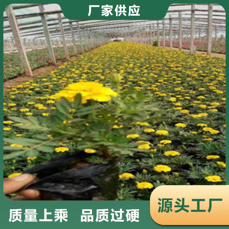 宿根花卉【水生植物/荷花睡莲】专注细节更放心