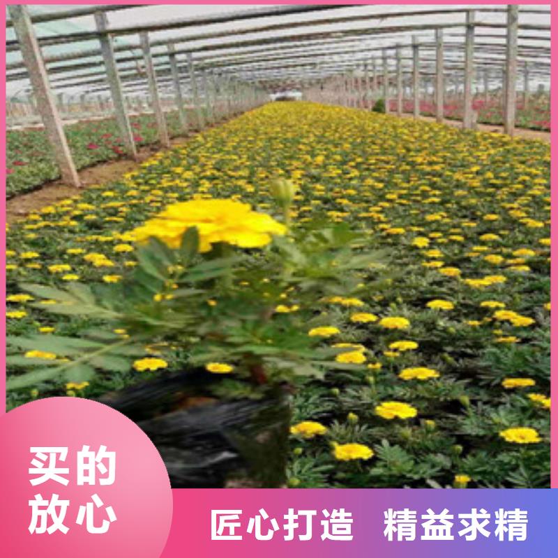 【宿根花卉】耐寒耐旱草花基地一站式供应厂家